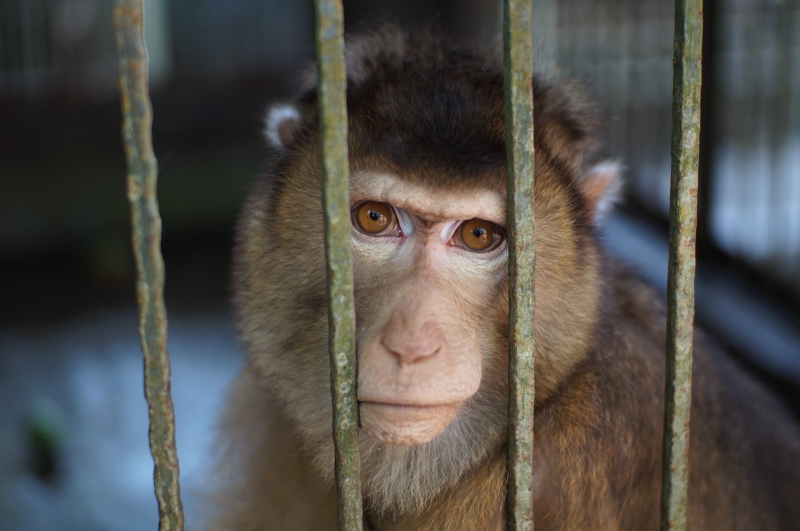 Eksperimen monyet menyalakan kembali perdebatan kontroversial tentang pengujian hewan