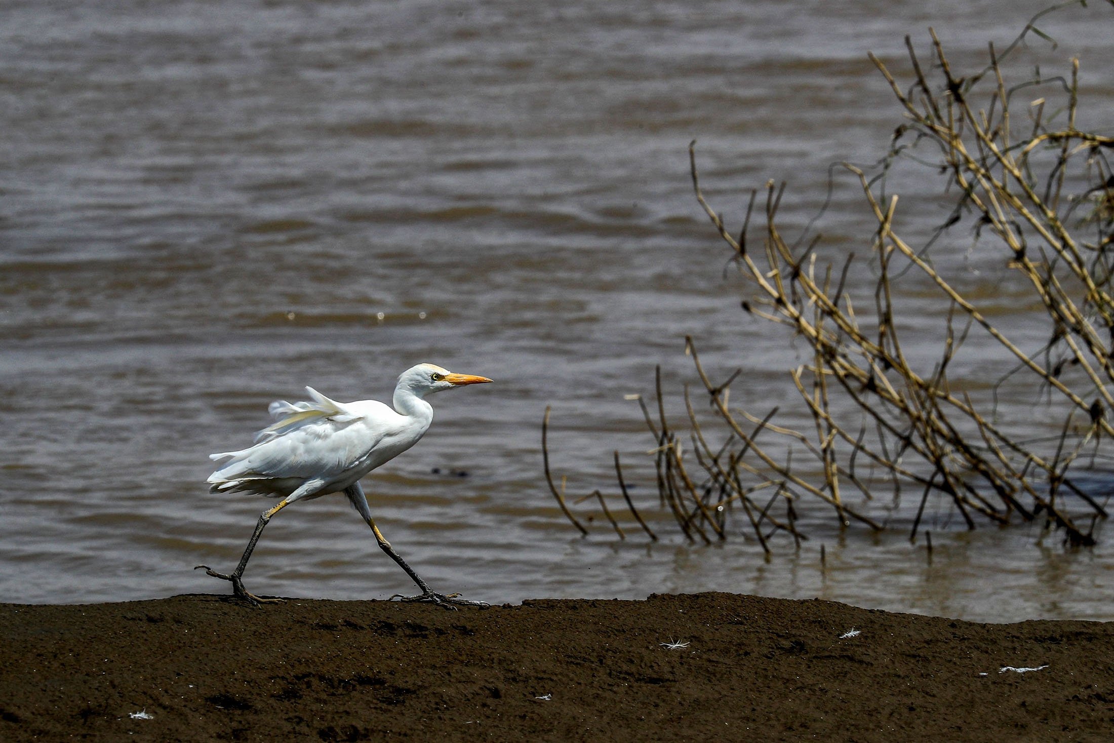 An egret walks along the bank of the Blue Nile river in the Jazirah state, Sudan, Sept. 26, 2022. (AFP Photo)