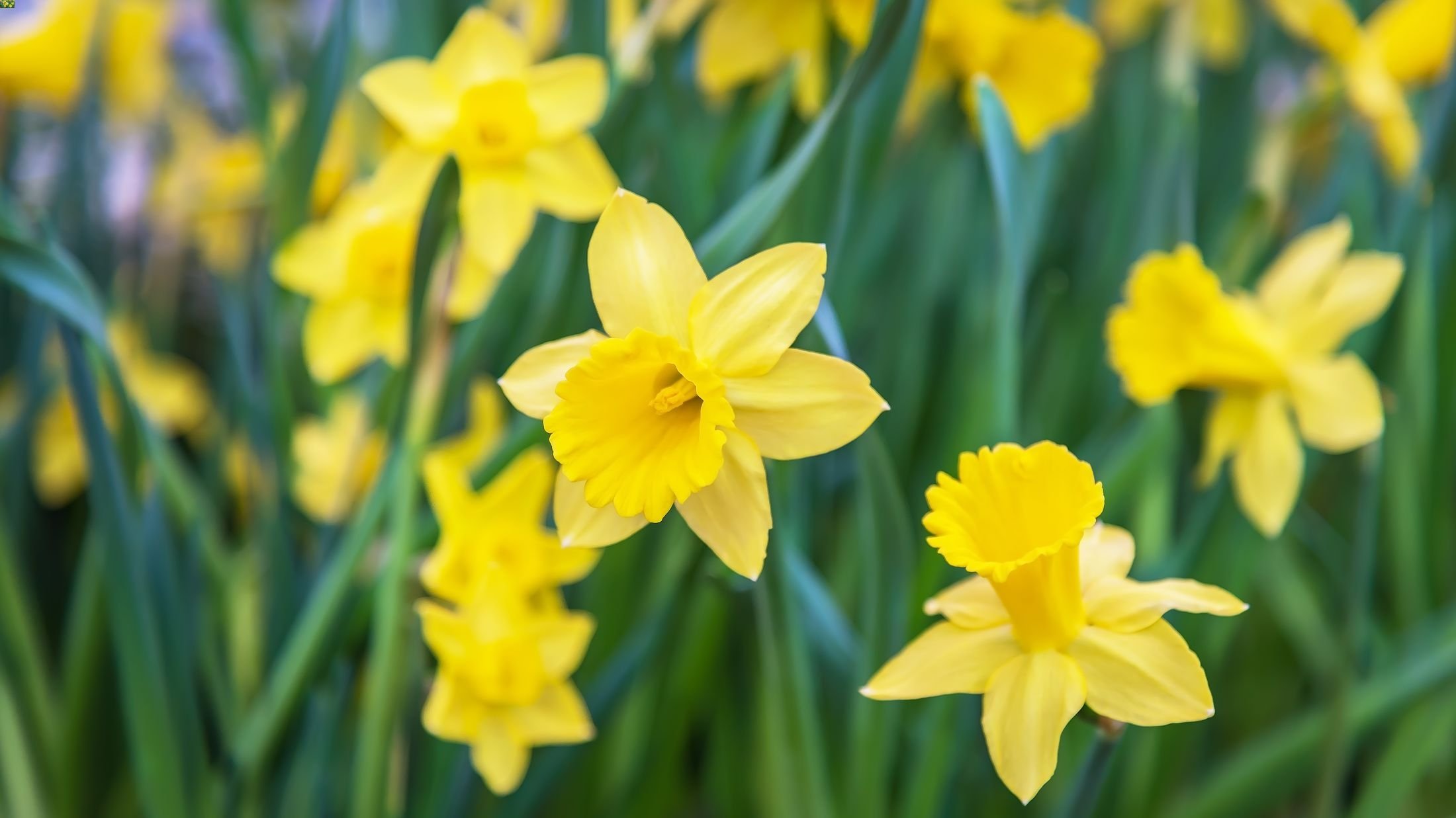 Bunga bakung, adalah bunga nasional Wales, dan juga melambangkan tahun baru atau Nevruz dalam budaya Iran.  (Foto Shutterstock)