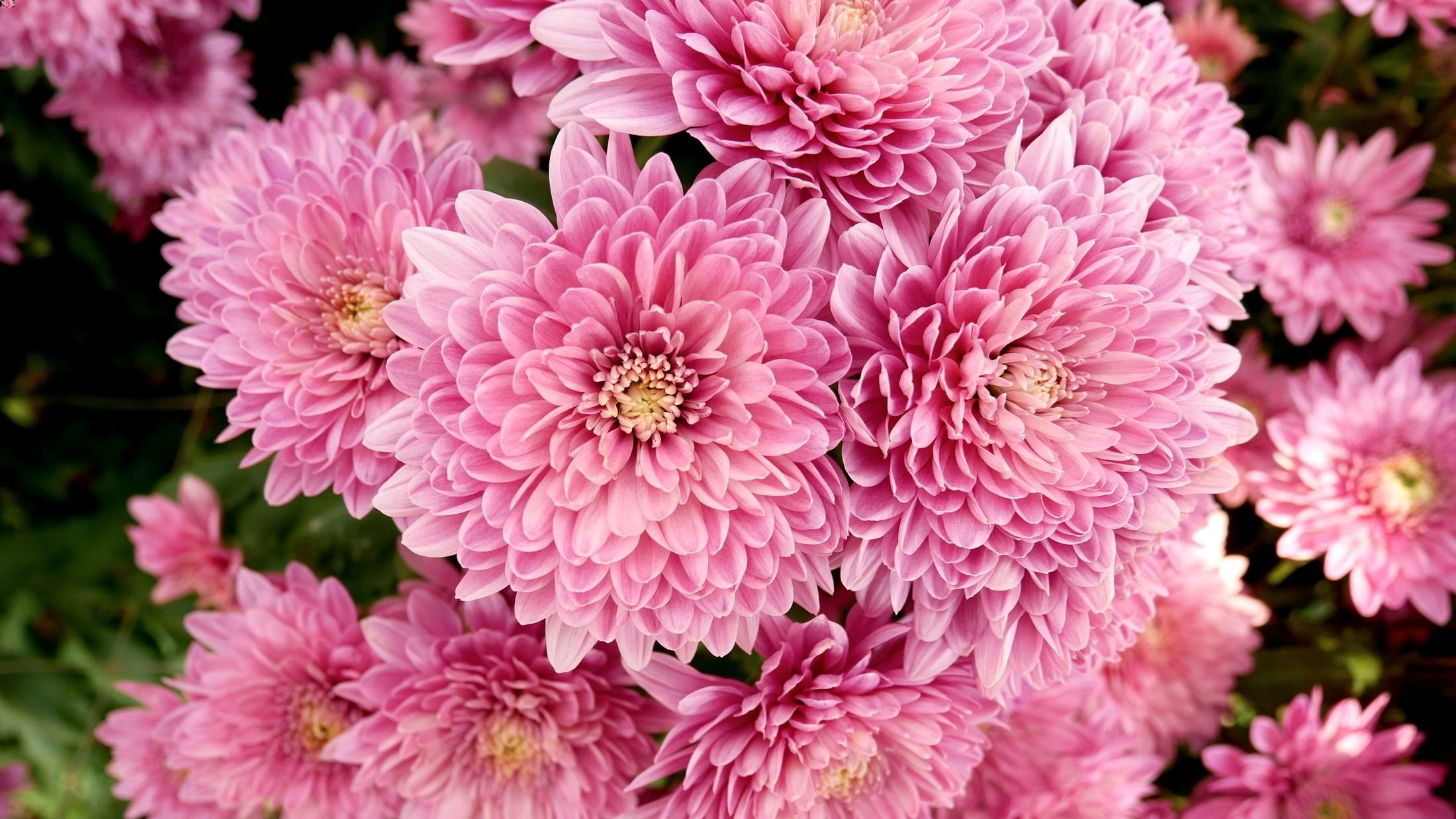 Di beberapa negara Eropa bunga krisan incurve melambangkan kematian dan hanya digunakan untuk pemakaman atau di kuburan.  (Foto Shutterstock)
