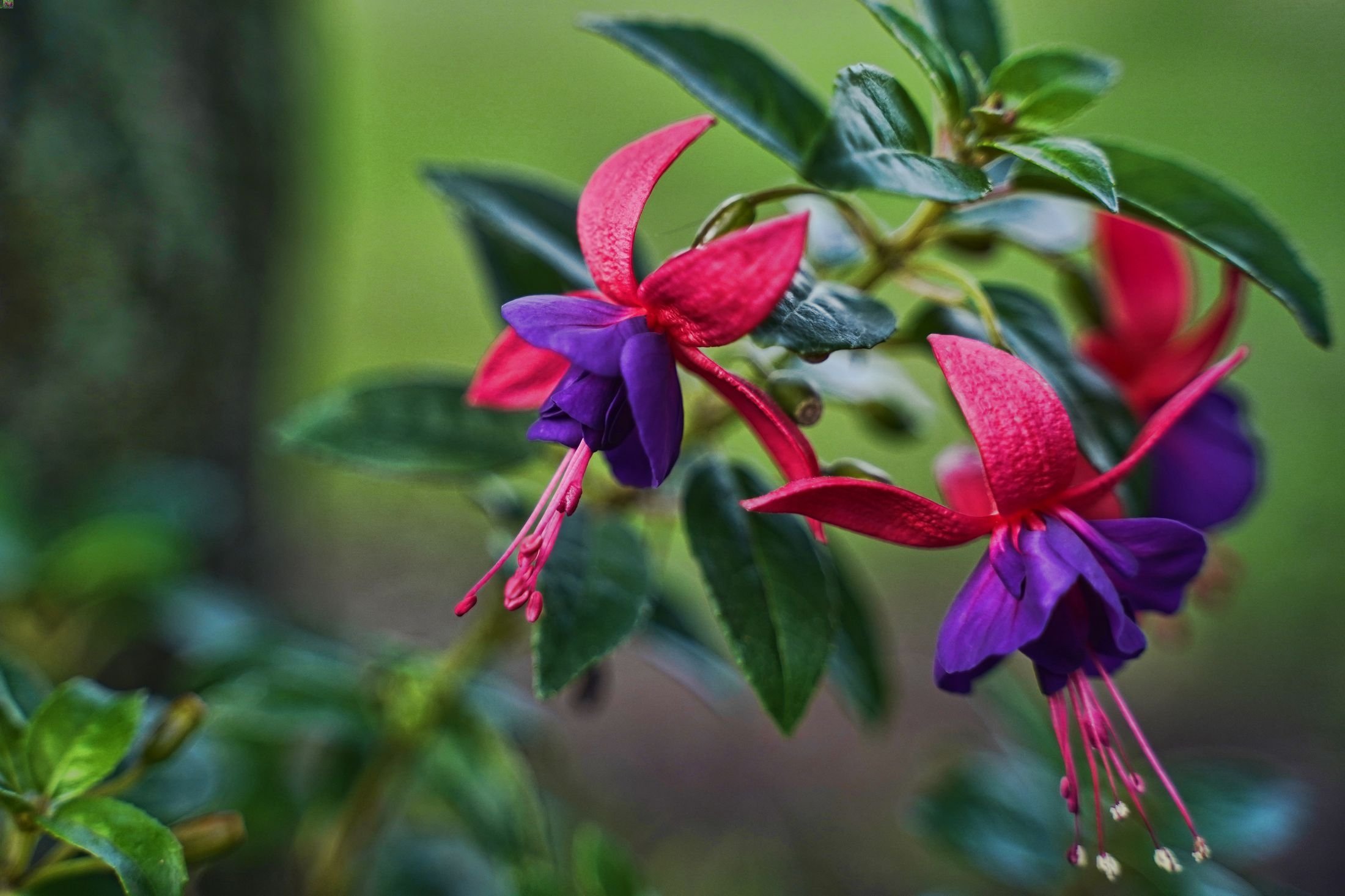 Fuchsias, dan sekali ditanam, dapat hidup selama bertahun-tahun dengan sedikit perawatan.  (Foto Shutterstock)