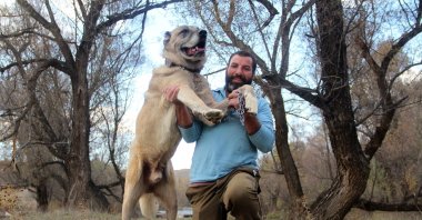 Expert Kangal breeder Hüseyin Yıldız poses with a Kangal dog, in Sivas, Türkiye, Nov. 6, 2022. (IHA Photo)