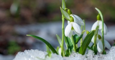 Winter flowers like snowdrops are a joy to behold. (Shutterstock Photo)