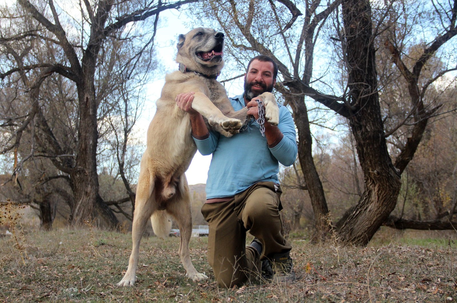 Menjelajahi alam dengan anjing Kangal Sivas yang terkenal baik untuk kesehatan
