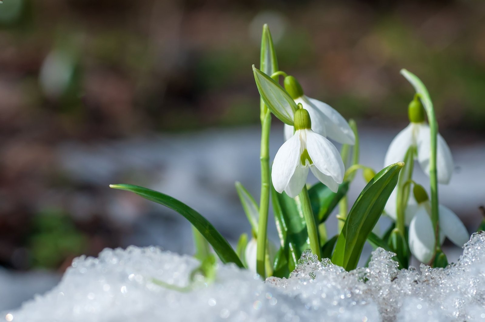 Winter flowers like snowdrops are a joy to behold. (Shutterstock Photo)