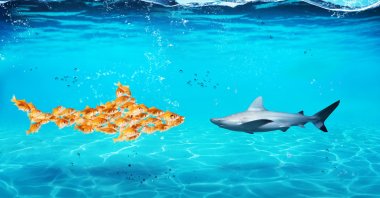 Illustration shows a large shark made of goldfish against a real shark. (Shutterstock Photo)