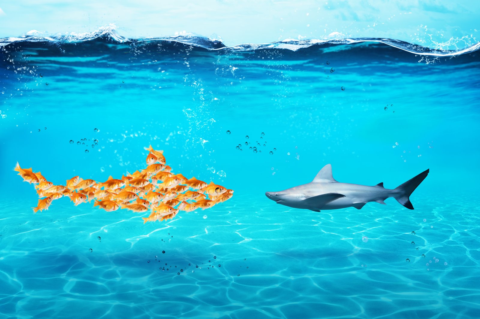 Illustration shows a large shark made of goldfish against a real shark. (Shutterstock Photo)