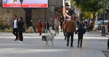 A stray dog walks on the street in Bitlis, eastern Türkiye, Nov. 4, 2022. (AA Photo)