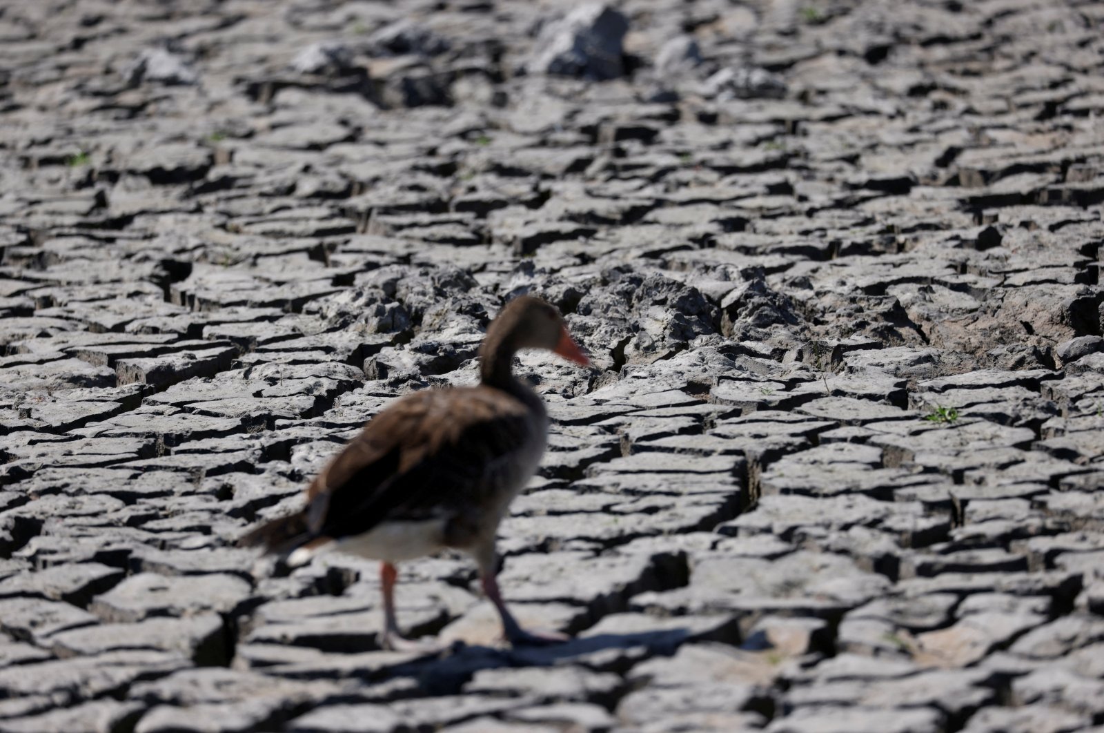 A grey goose walks on an almost dried-up Lake Zicksee near Sankt Andrae, Austria, Aug. 12, 2022. (Reuters Photo)