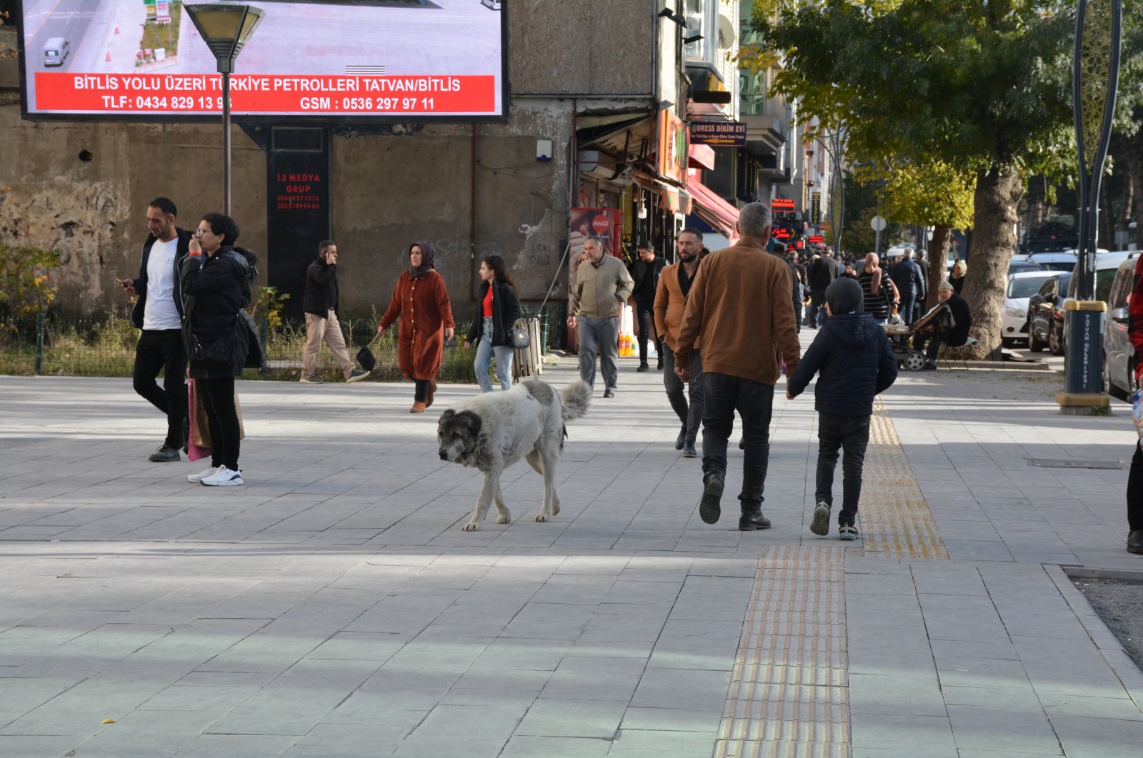 A stray dog walks on the street in Bitlis, eastern Türkiye, Nov. 4, 2022. (AA Photo)