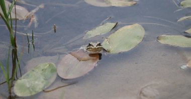 Endangered Taurus frogs are overwhelmingly threatened by global warming. (AA Photo)
