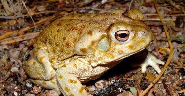 Sonoran Desert toads are psychedelic but you are unlikely to get high by licking them, officials warn. (Shutterstock Photo)