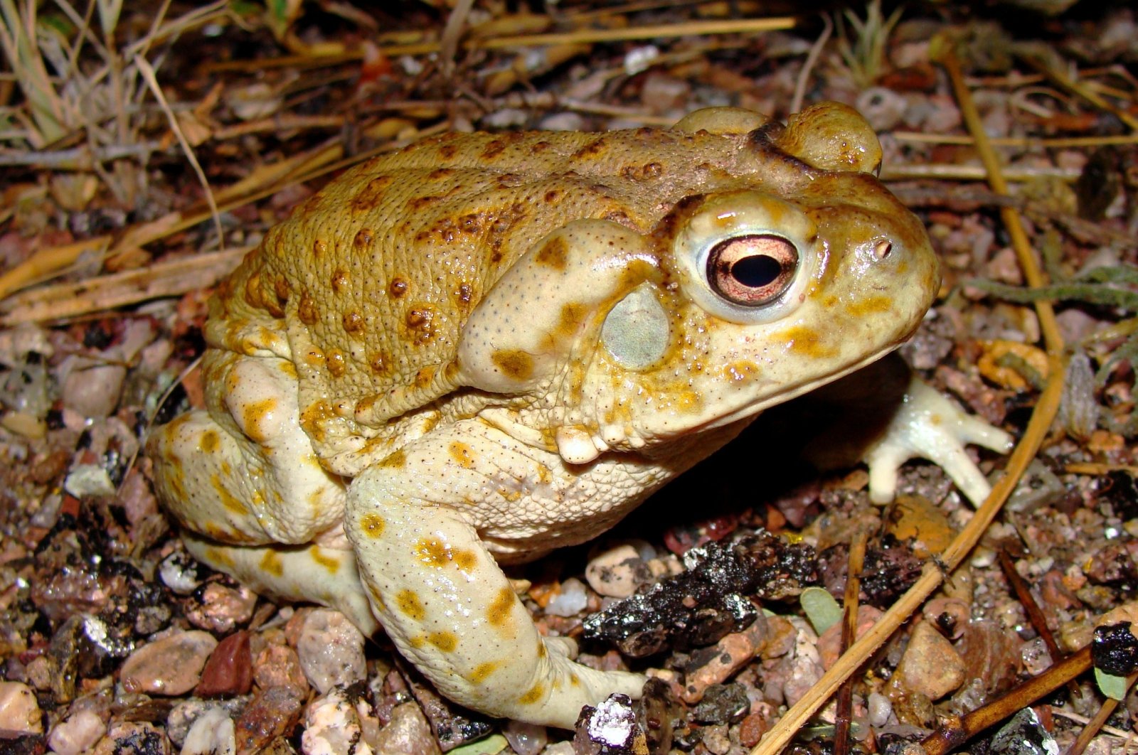 Please stop licking psychedelic toads to get high: US park officials