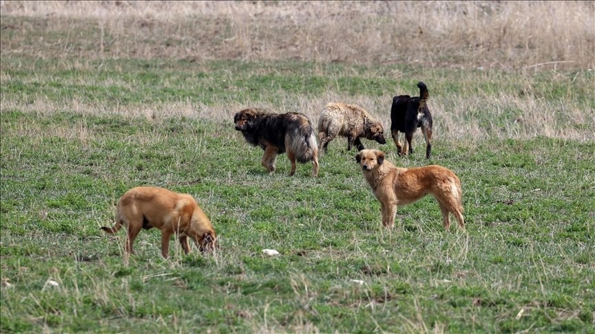Stray dogs raise fear among locals. (AA Photo)