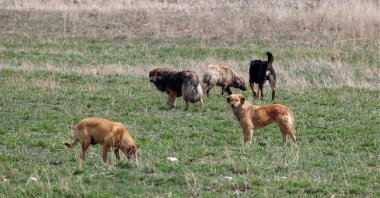 Stray dogs raise fear among locals. (AA Photo)