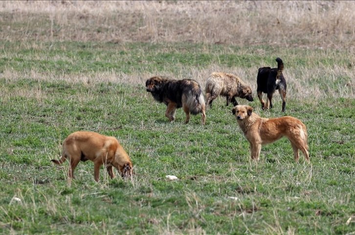 Kekhawatiran atas anjing liar tumbuh di antara warga Turki