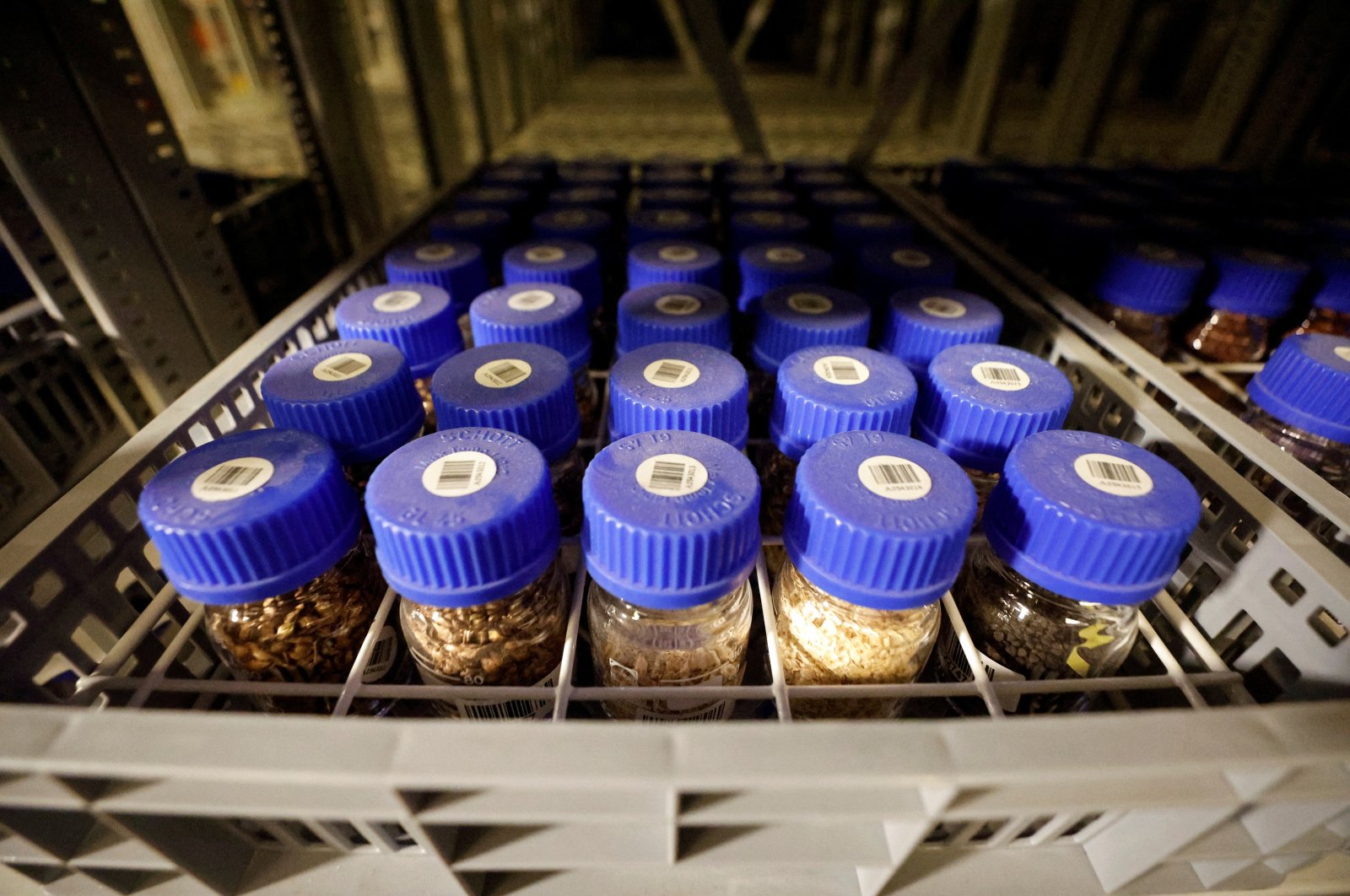 Seeds are stored at the Israel Plant Gene Bank at the Volcani Institute in Rishon Lezion, Israel, Nov. 3, 2022. (Reuters Photo)