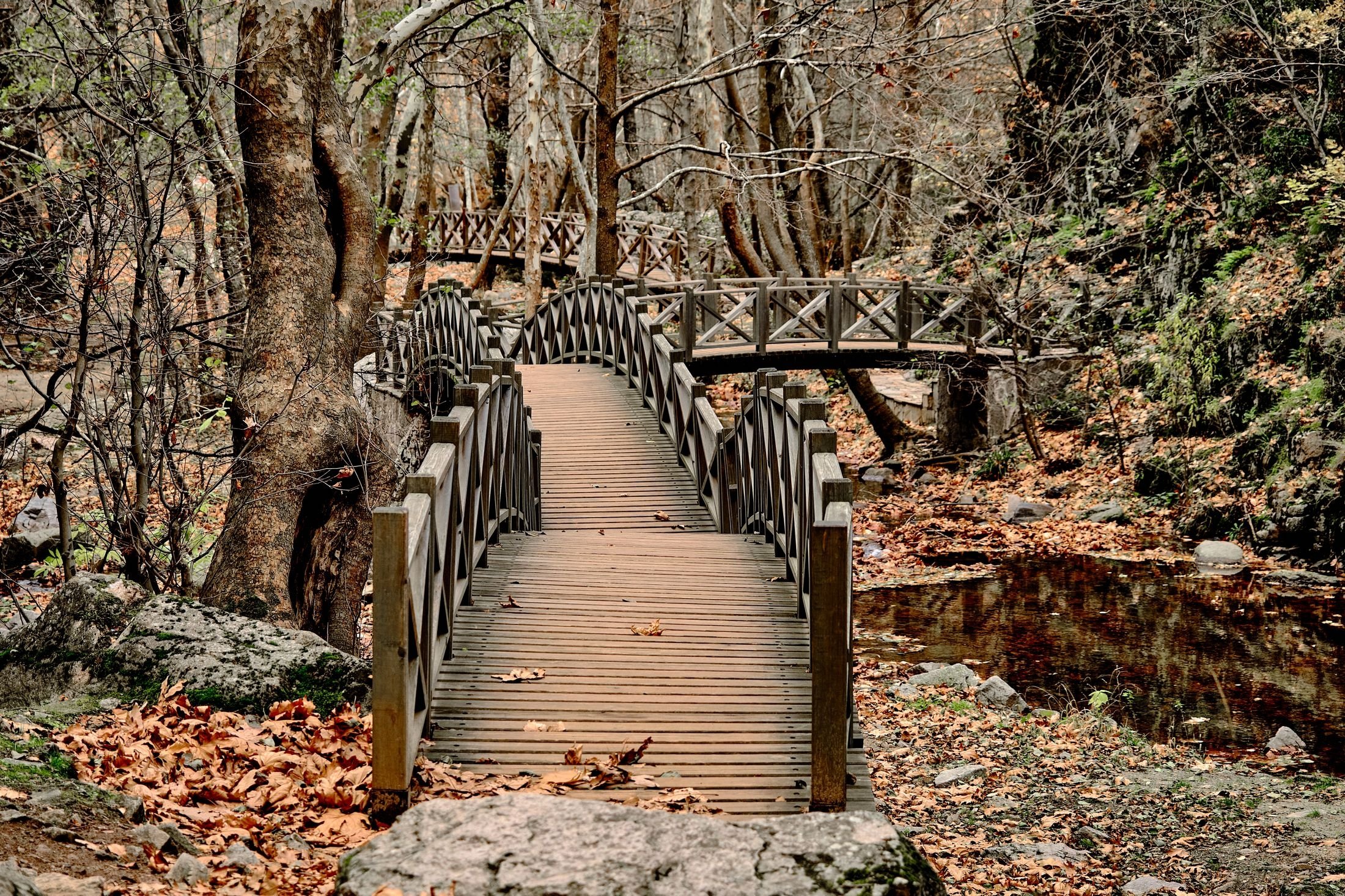 Jembatan kayu di sebuah lembah di Bursa, Türkiye.  (Foto Shutterstock)