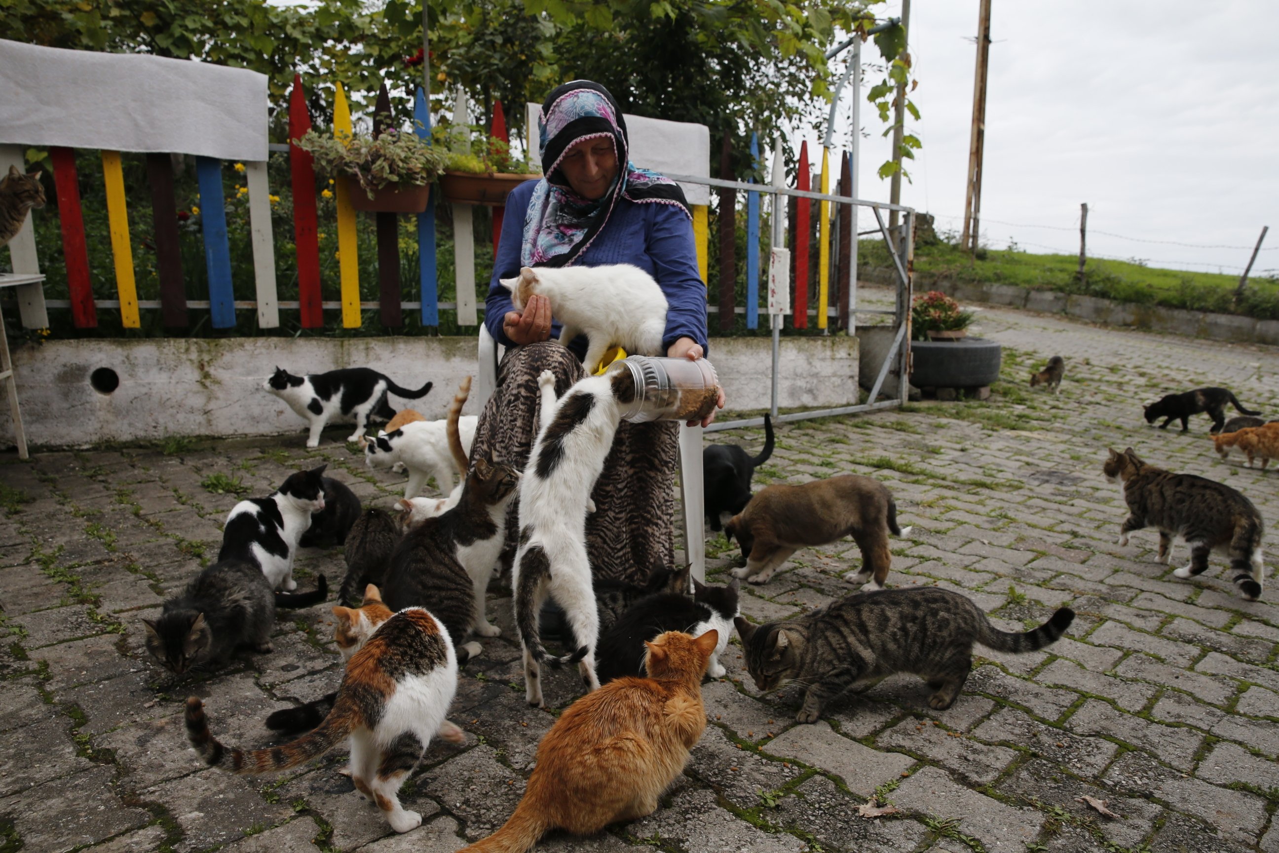 Ayşe Yalçınkaya, Samsun'da bahçesinde kedi besliyor. 15, 2022. (AA Fotoğraf)