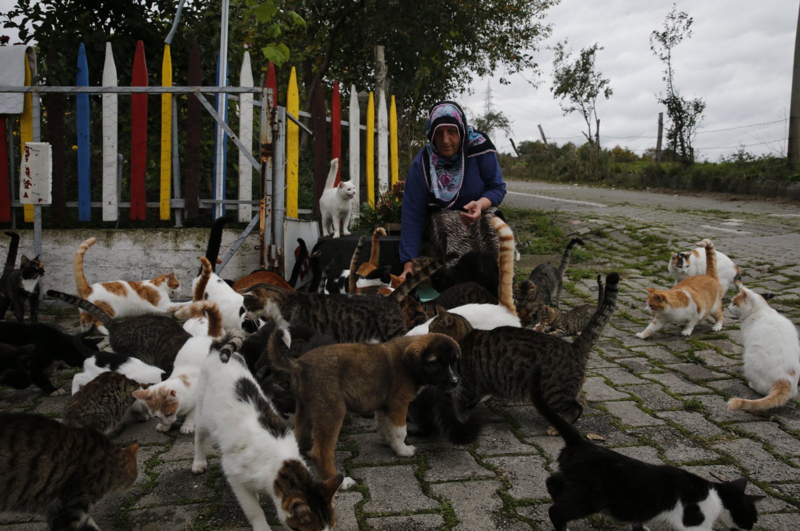 Ibu dari 100 anak: Wanita Turki merawat 100 kucing di kebunnya