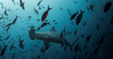 A hammerhead shark swims close to Wolf Island at Galapagos Marine Reserve, Aug.19, 2013. (Reuters Photo)