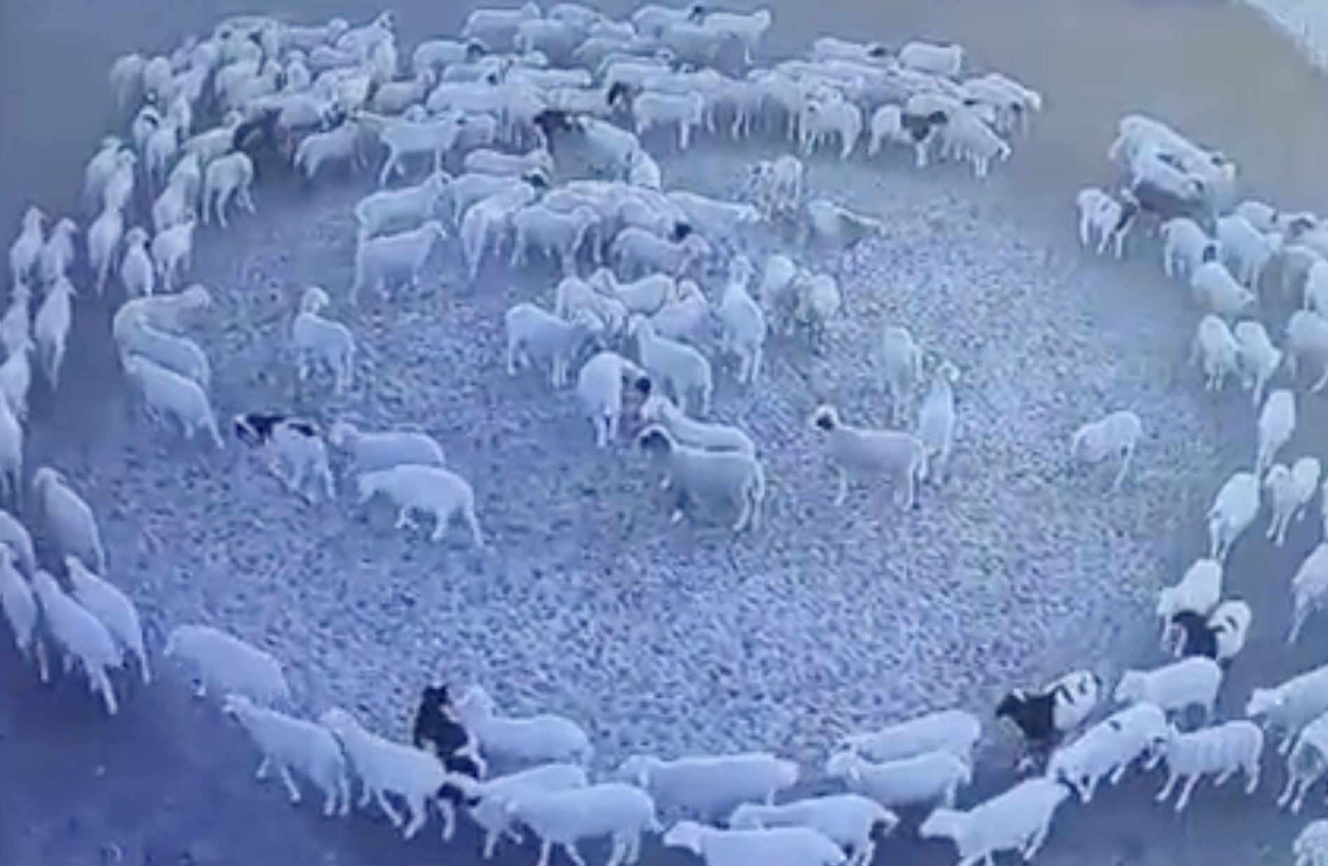 Follow the flock: Sheep flock circles barn for 12 days straight | Daily  Sabah
