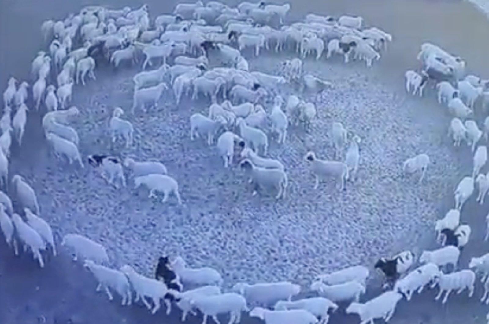 Ikuti kawanannya: Kawanan domba mengitari lumbung selama 12 hari berturut-turut