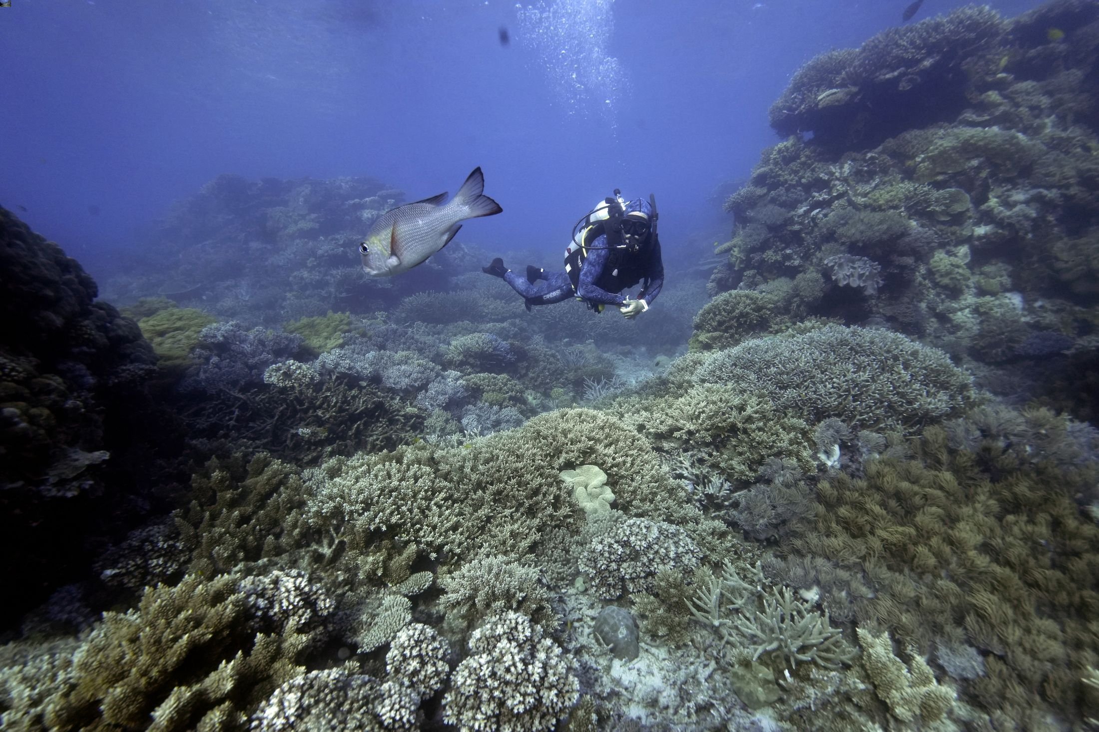 Tarquin Singleton, petugas budaya untuk Reef Cooperative, berenang melewati karang besar di Moore Reef di Gunggandji Sea Country di lepas pantai Queensland, Australia, 13 November 2022. (Foto AP)
