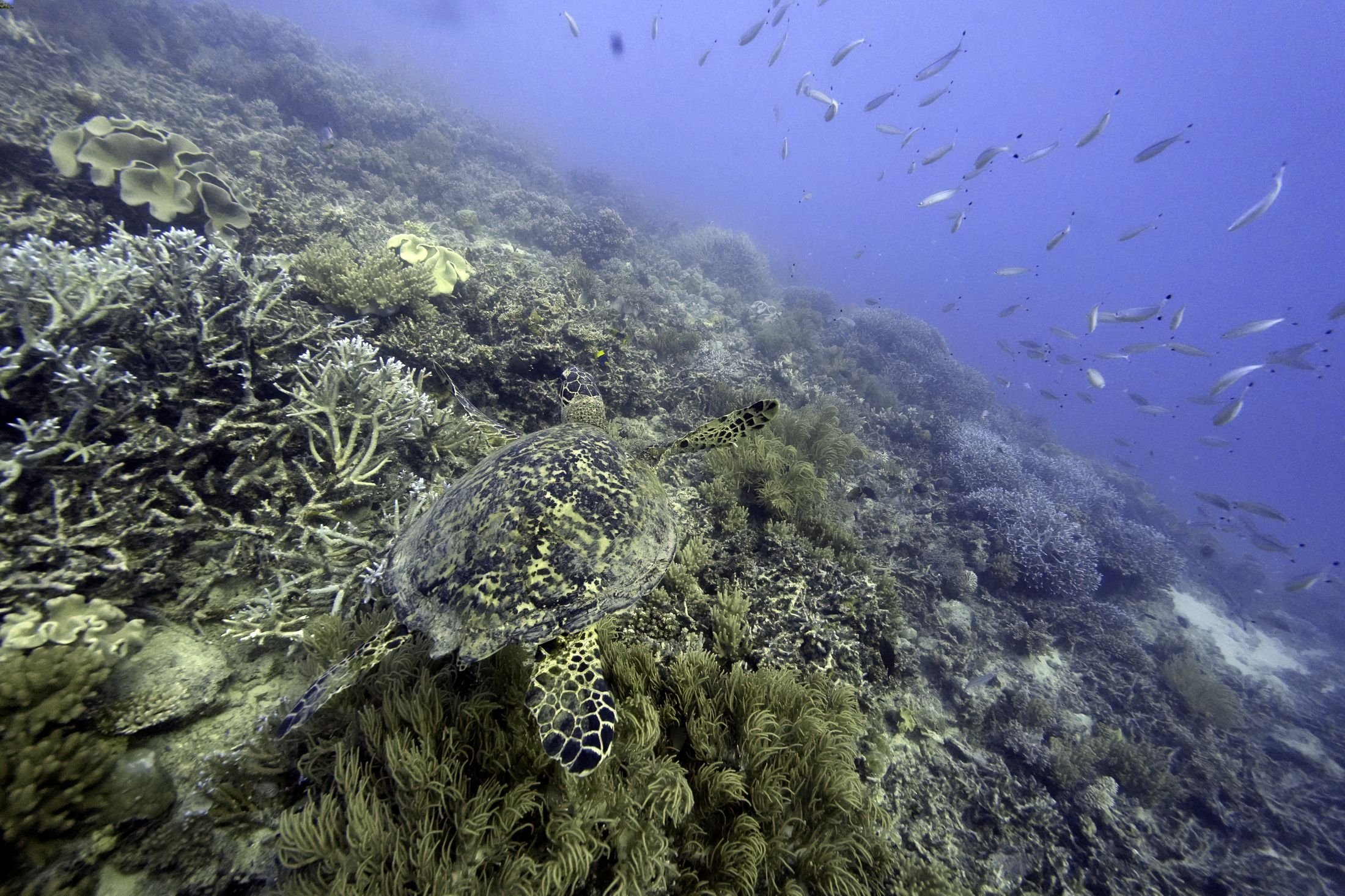 Seekor penyu berenang di atas karang di Moore Reef di Gunggandji Sea Country di lepas pantai Queensland, Australia, 13 November 2022. (Foto AP)