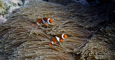 Two clownfish swim in an anemone on Moore Reef in Gunggandji Sea Country off the coast of Queensland, Australia, Nov. 13, 2022. (AP Photo)