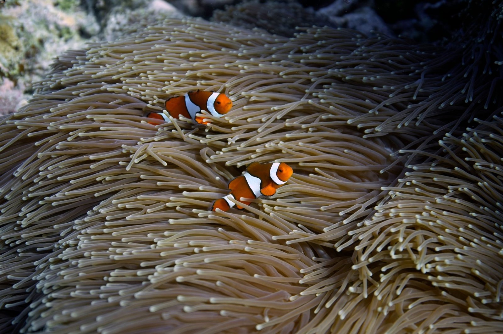 Berpacu dengan waktu: Great Barrier Reef dan iklim yang berubah dan memanas