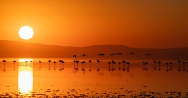 Flamingos flock during sunset to the famous Lake Tuz, in central Türkiye. (Shutterstock Photo)