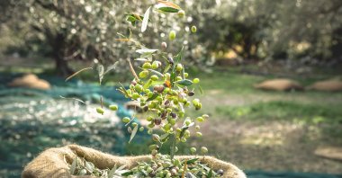 Olives harvested in a field in Aydın, western Türkiye, Nov. 27, 2022. (DHA Photo)