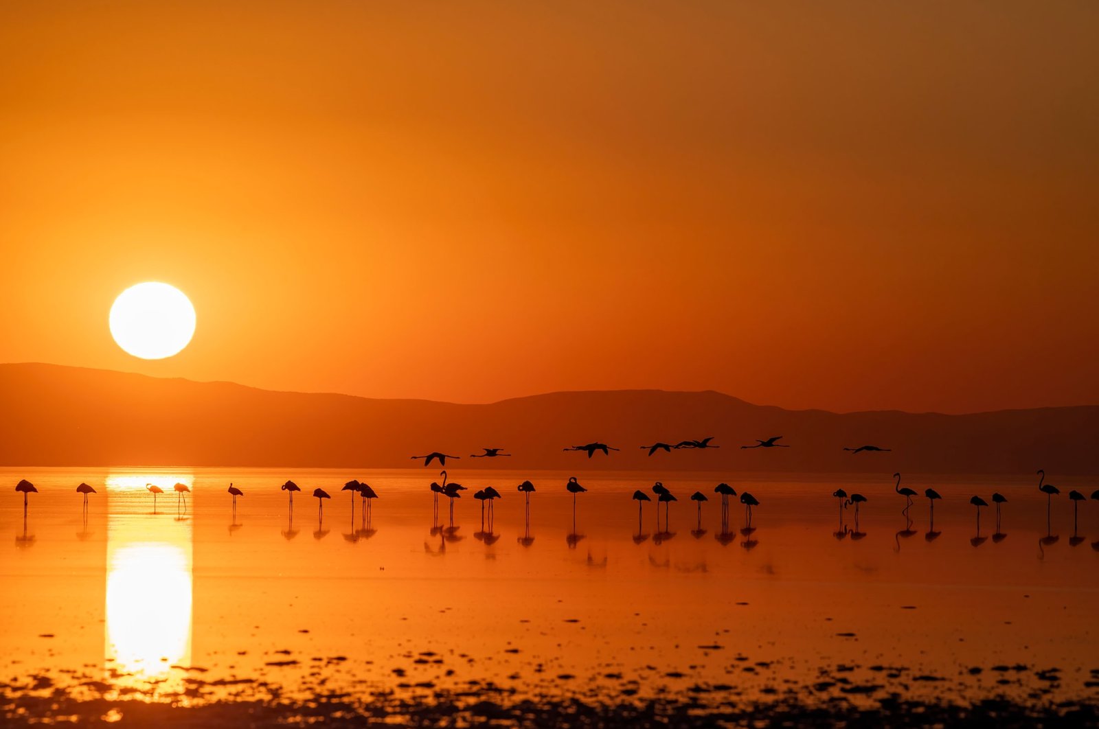 Flamingos flock during sunset to the famous Lake Tuz, in central Türkiye. (Shutterstock Photo)