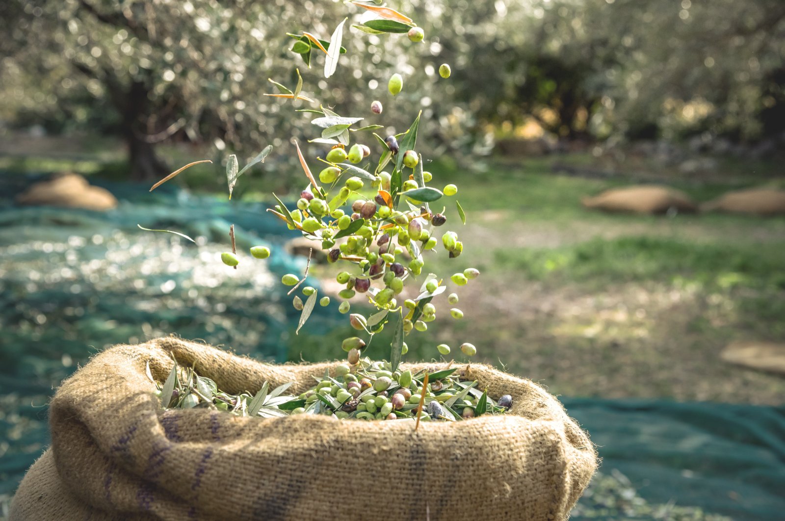 Olives harvested in a field in Aydın, western Türkiye, Nov. 27, 2022. (DHA Photo)