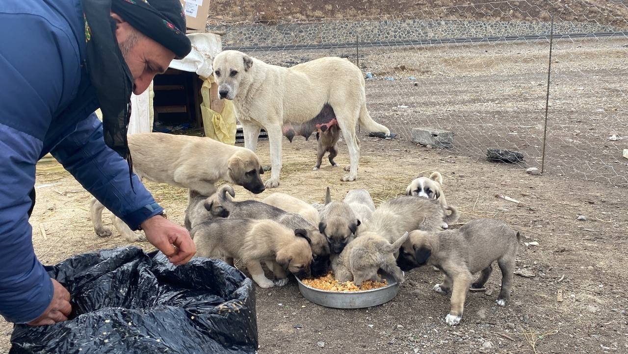 Pecinta binatang memberi makan anjing liar dan merawat mereka di penampungan di provinsi Bingöl, Türkiye, 22 November 2022. (Foto IHA)