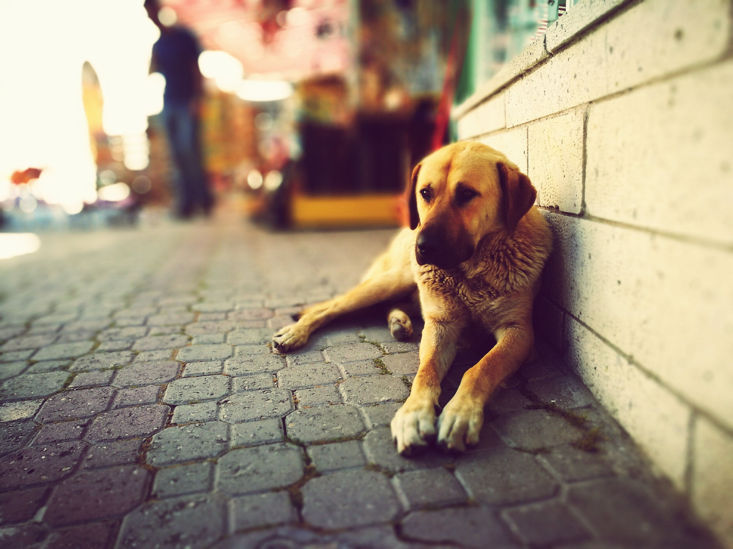 A store street dog