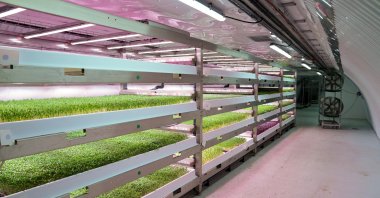 An underground farm that grows herbs and micro-greens in a disused World War II bunker using hydroponic technology and LED lighting powered by renewable energy, London, U.K., Nov. 24, 2022. (Reuters Photo)