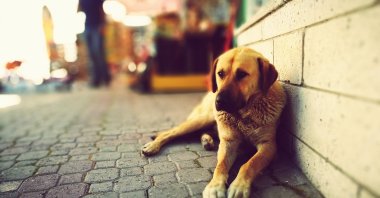 The solution to the problem of stray dogs is not going anywhere unless some concrete steps are taken. (GettyImages Photo)