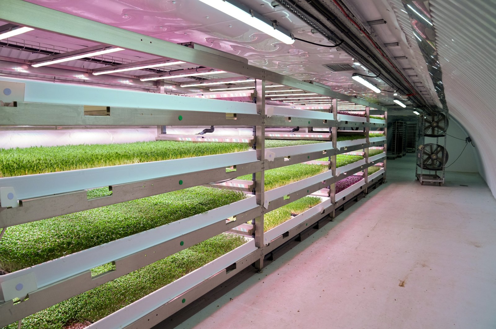 An underground farm that grows herbs and micro-greens in a disused World War II bunker using hydroponic technology and LED lighting powered by renewable energy, London, U.K., Nov. 24, 2022. (Reuters Photo)
