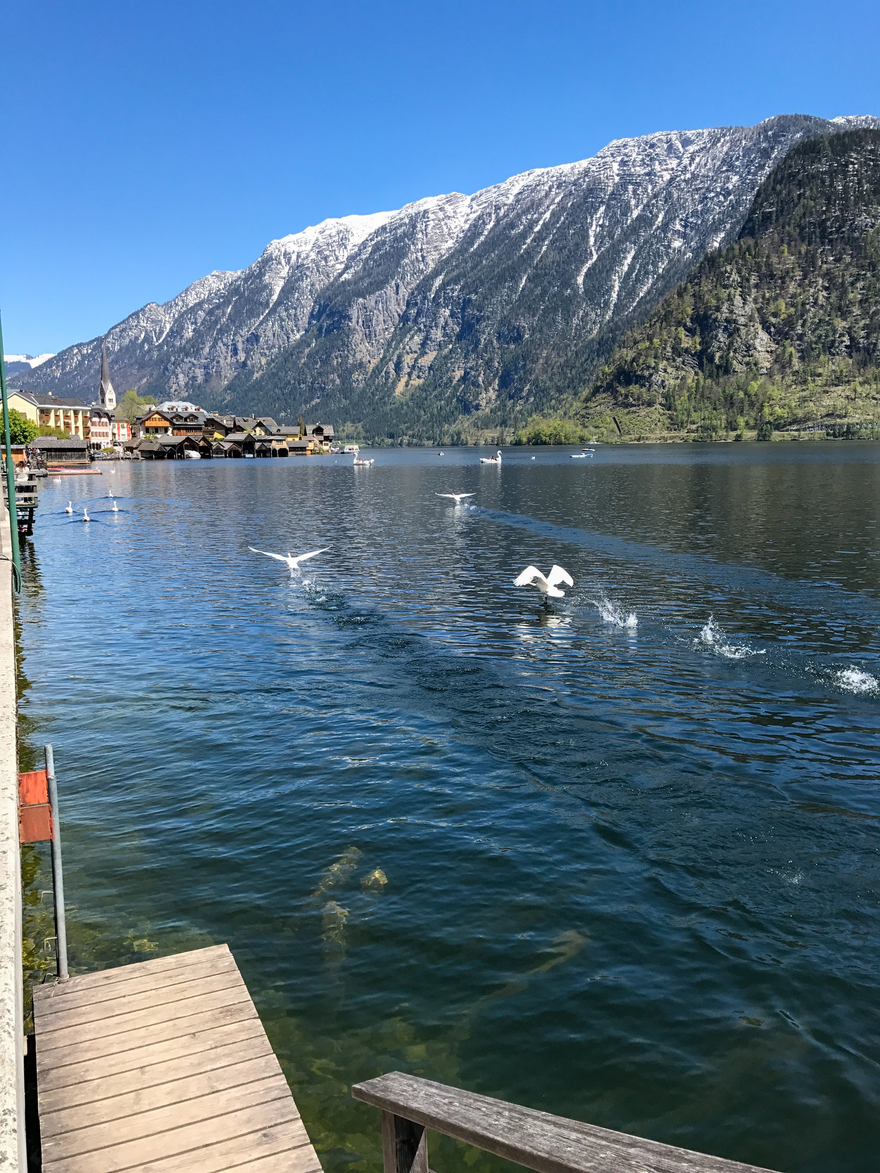 Bebek menikmati danau, di Hallstatt, Austria.  (Foto oleh Özge Şengelen)