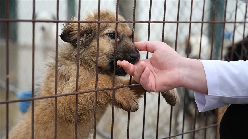 View of a dog at an animal shelter, in Giresun, northern Türkiye, Jan. 11, 2022. (AA Photo) 