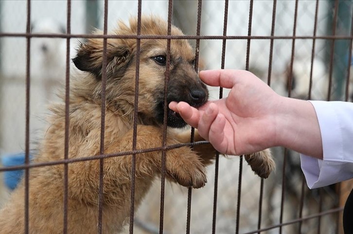 Pemerintah Turki mempertimbangkan langkah-langkah baru untuk penampungan hewan di tengah perdebatan