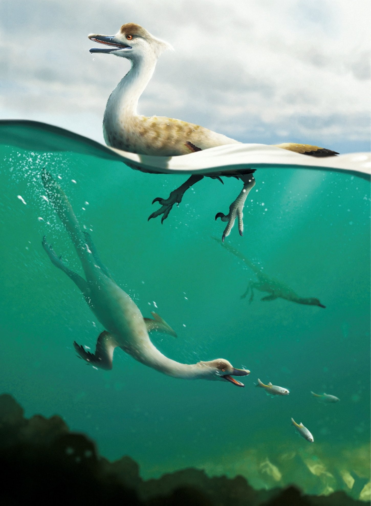 An artist&#039;s life reconstruction of the bird-like Cretaceous Period dinosaur Natovenator polydontus, which boasted a streamlined body resembling those of diving birds and lived about 72 million years ago in what is now the Gobi Desert of Mongolia. (Handout via Reuters)