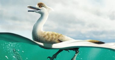 An artist&#039;s life reconstruction of the bird-like Cretaceous Period dinosaur Natovenator polydontus, which boasted a streamlined body resembling those of diving birds and lived about 72 million years ago in what is now the Gobi Desert of Mongolia. (Handout via Reuters)