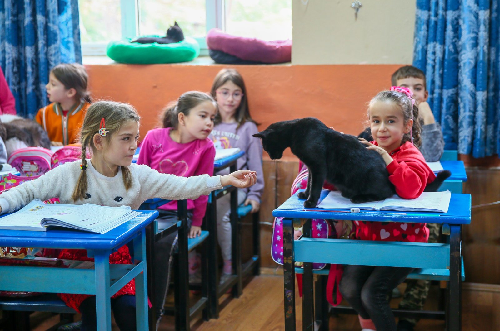 Surga kucing: Pelajar, pemilik toko mewujudkan cinta kucing Türkiye
