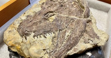 A skull of the large early tetrapod and apex predator Whatcheeria, in the collections of the Field Museum, in Chicago, Illinois, U.S. (Reuters Photo)