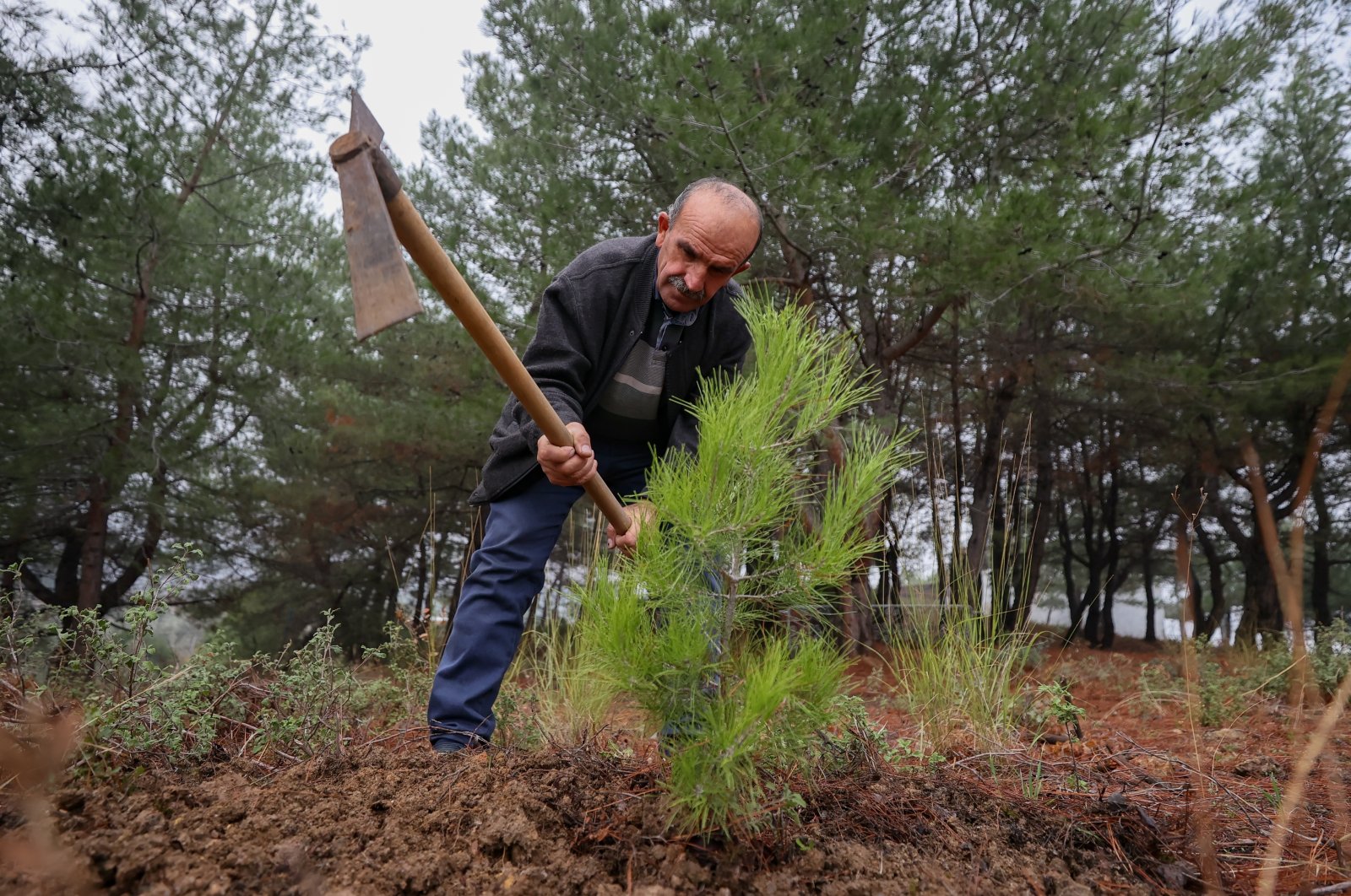 Ibrahim Dede, a retired forestry worker, plants a sapling in Izmir, western Türkiye, Dec. 5, 2022. (AA Photo)