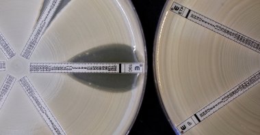 Two plates coated with an antibiotic-resistant bacteria called Klebsiella are seen at the Health Protection Agency, in north London, U.K., March 9, 2011. (Reuters Photo)