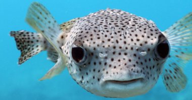 A giant puffer fish. (Shutterstock Photo)